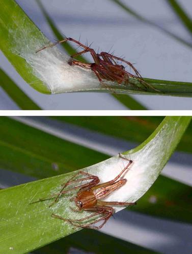 Réf. 219 404 : Oxyopes sp.